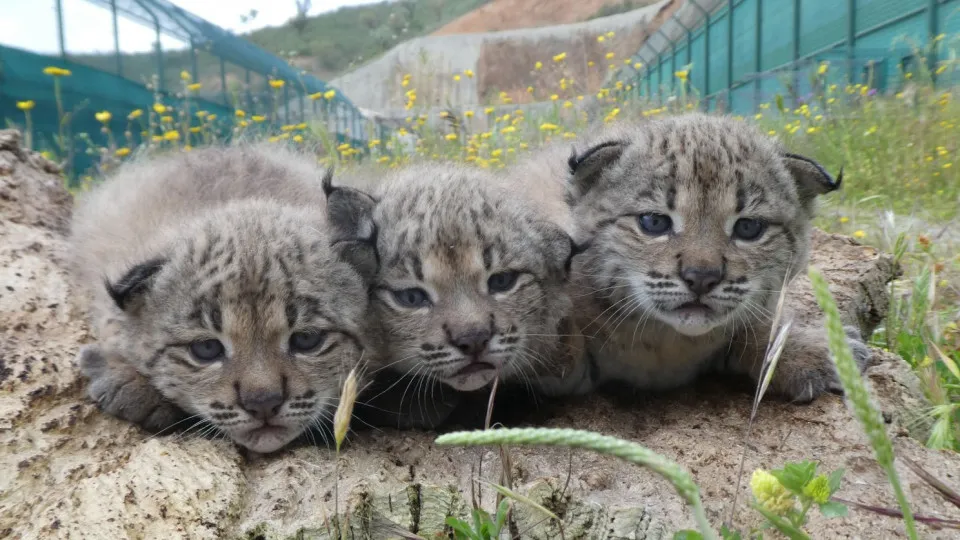 Iberian lynx has already spread over a thousand square kilometers in Portugal