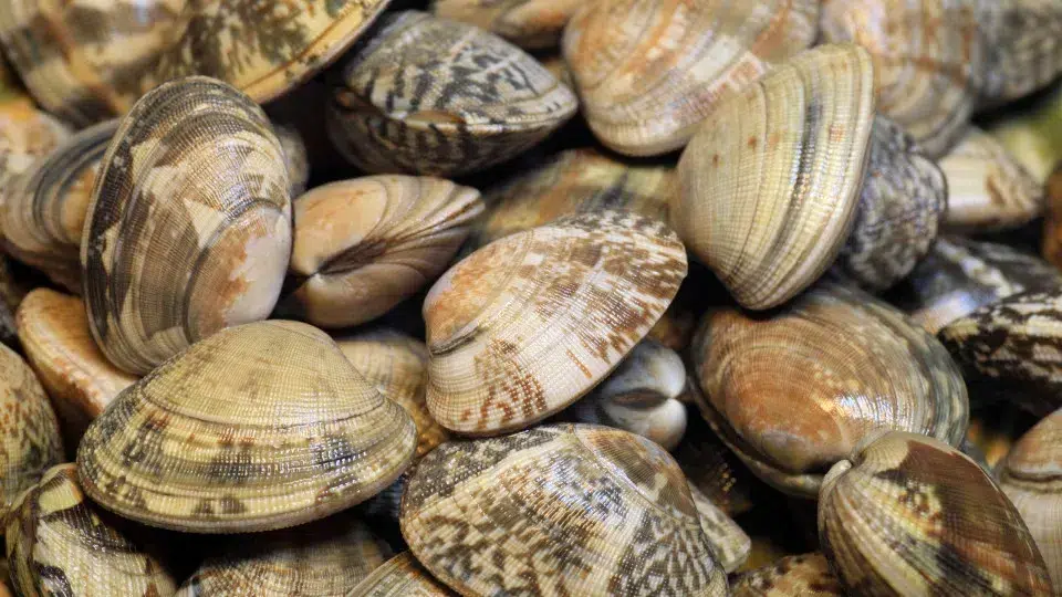 Illegal Japanese clam export network dismantled in Montijo