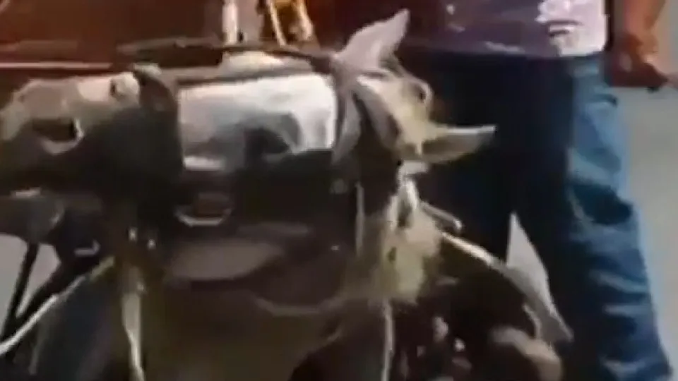 It is false that a video of André Ventura shows Roma people mistreating a horse.