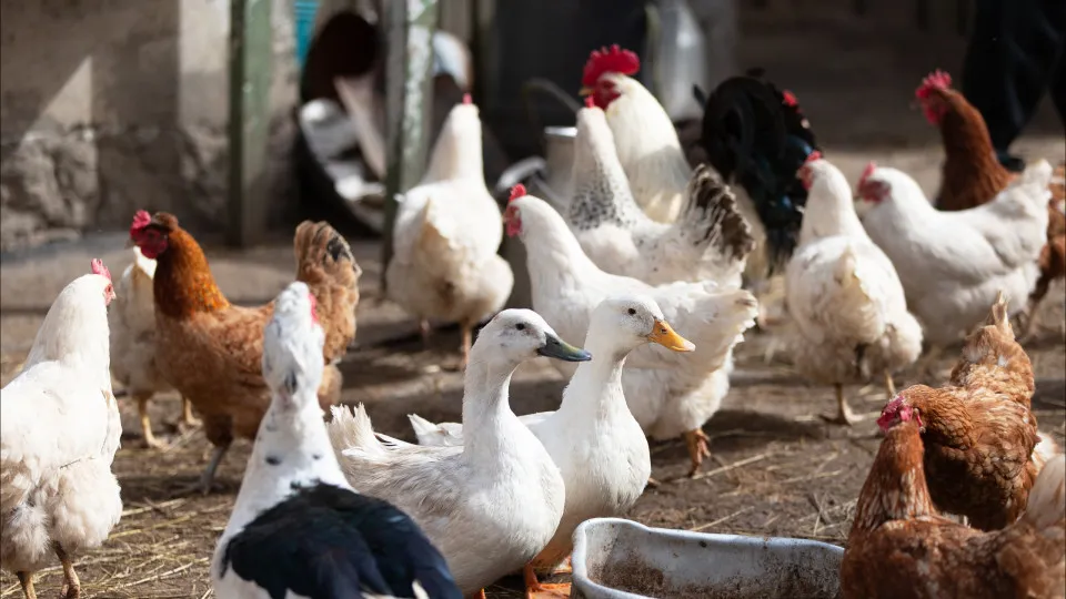 Marinha is authorized to have ducks again after accusations of mistreatment.