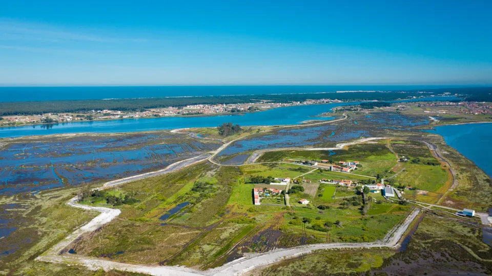 Municipalities will have funding to clear invasive species in the Aveiro lagoon.