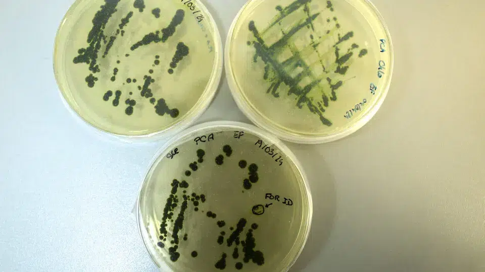 National microalgae producers seek to improve sustainability