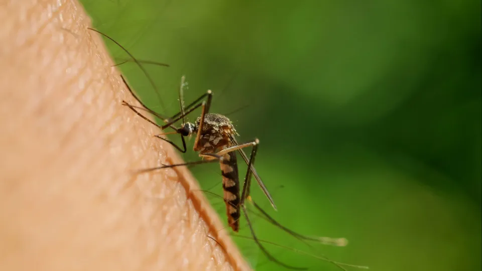 Portugal prepared for emergencies caused by mosquitoes and ticks