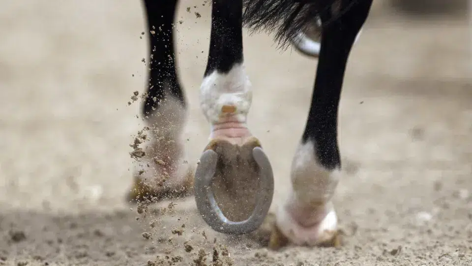 Provider of Animals in the Azores proposes banning the use of working animals