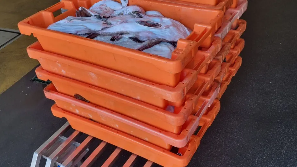 Quota exhausted: Monkfish fishing banned starting Monday