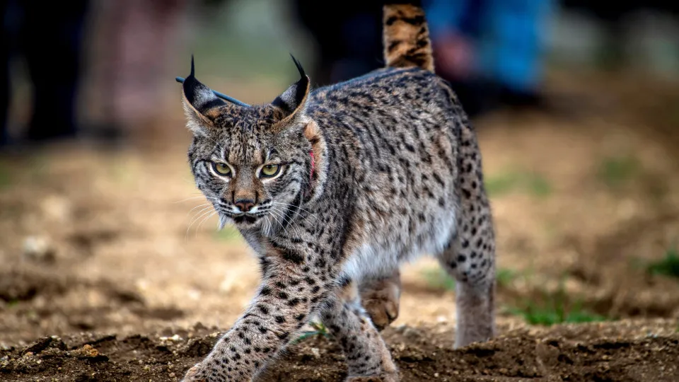Record of 62 Iberian lynx cubs born in captivity in 2025