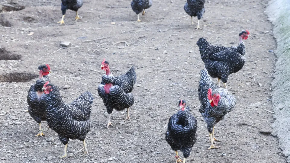 Risk of bird flu spread "high." Portugal with 31 outbreaks