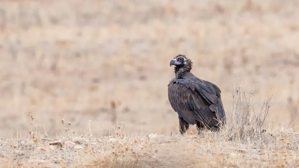 Six black vultures were returned to nature in the Douro Park