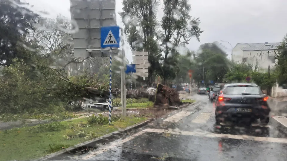 Trees fall and hit cars and balconies in Oeiras. City council issues warning