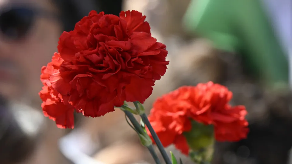 "Wars" between white roses and red carnations marked November 25