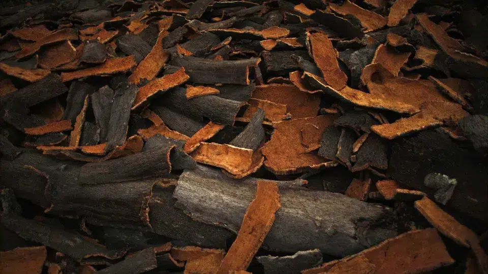 Woman charged on suspicion of stealing almost 400 kilos of cork in Mora