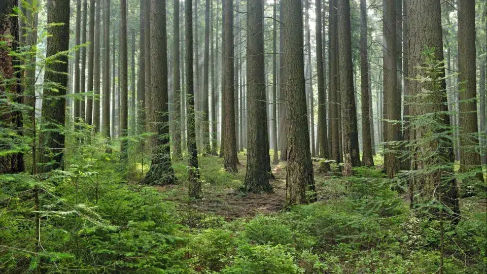 Young woman assaulted after accepting a ride from a stranger in Marco de Canaveses