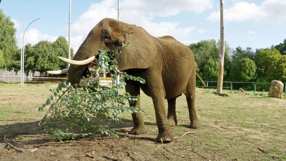 Zoo elephant in Belgium will be the 1st to arrive at sanctuary in Alentejo