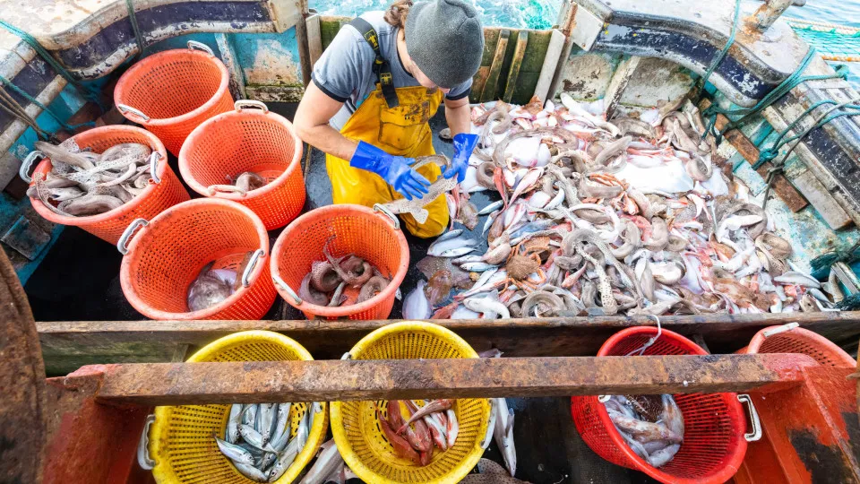 2025 was a "historic" year for sustainable fishing on the Iberian Peninsula