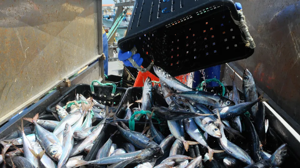 Agreement provides for less catching of horse mackerel, sole, or flounder in Portugal