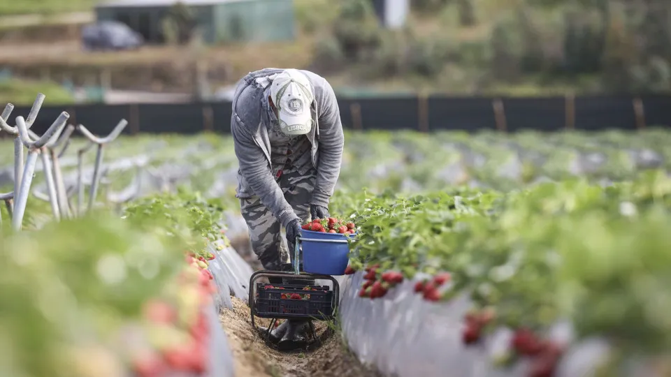 Agricultural yield falls by 10.7% in 2025 due to the reduction in subsidies.