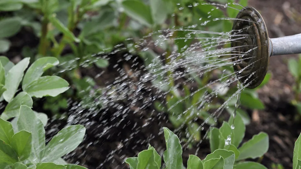 Agrophotovoltaic projects and electric cars supported by the Environmental Fund