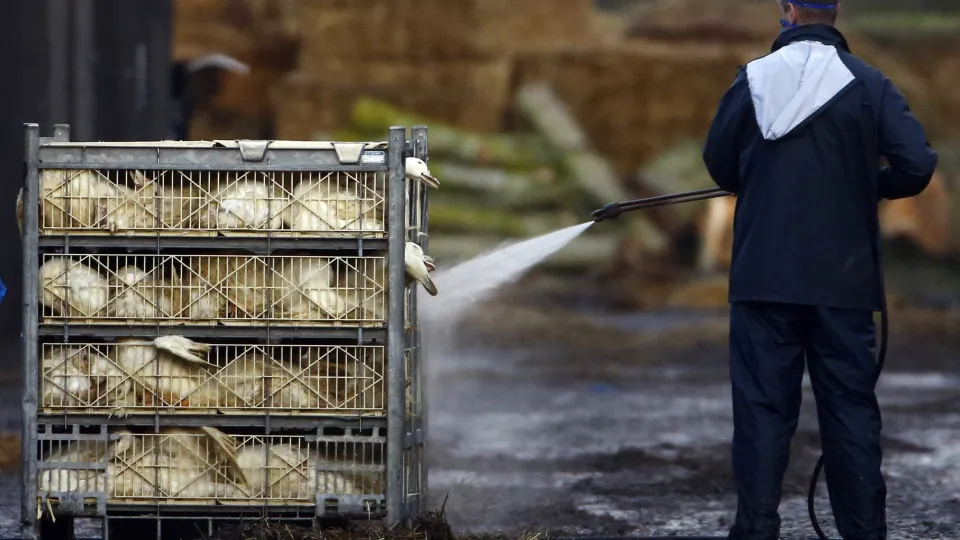 Avian flu detected at a commercial farm in Torres Vedras