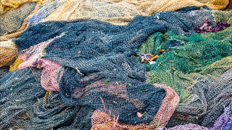 Bluefin tuna fishing increases by 17% in the autonomous regions in 2026