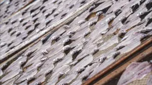 EU and the United Kingdom agree on fishing rights for 2026