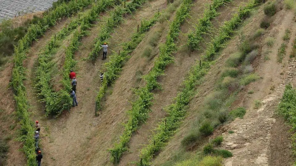 EU reaches provisional agreement on wine sector rules