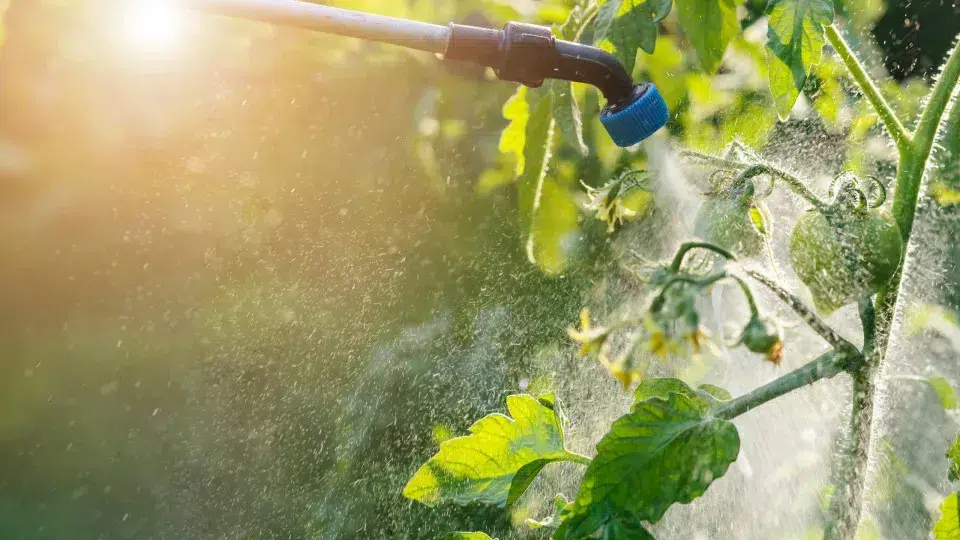 European Commission seeks to weaken pesticide laws, warns Quercus