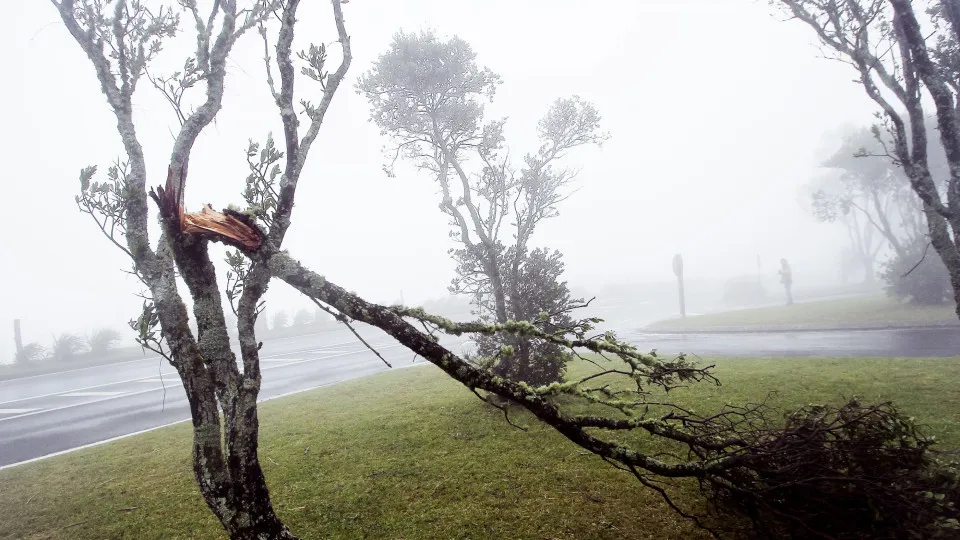 Falling trees and landslides. Bad weather causes 30 incidents in the Azores