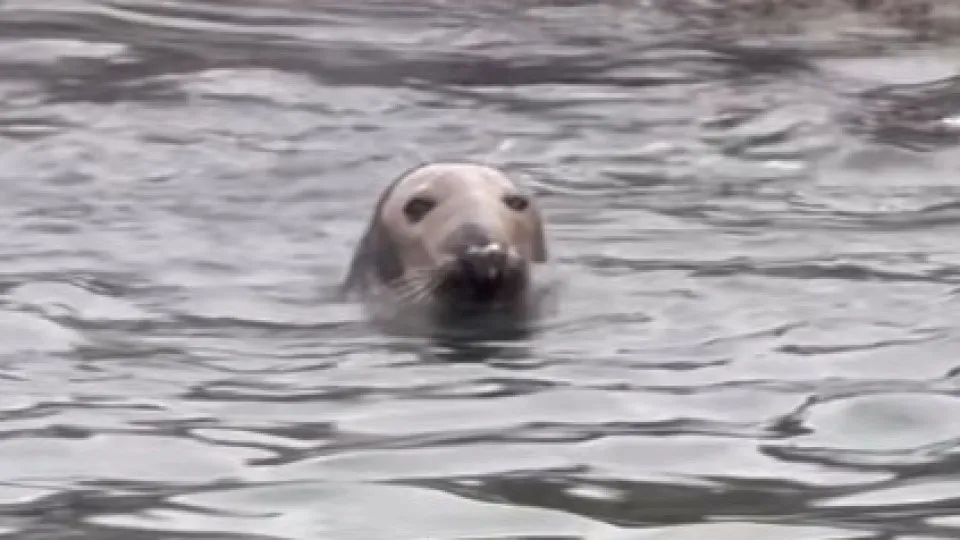 Gray seal spotted at the Marina de Cascais. See the images