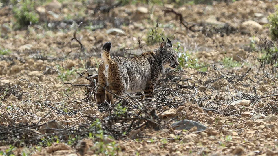 ICNF achieves "record" in monitoring of Iberian lynxes in the Guadiana Valley