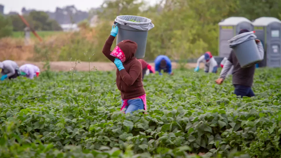 "Modern-day slavery." GNR and PSP exploited: What will happen?