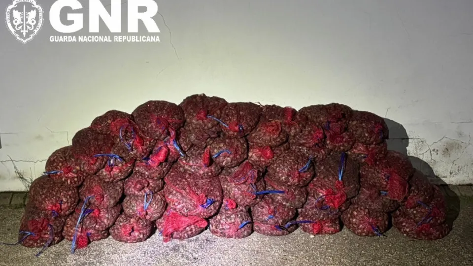 More than 610 kg of Japanese clams seized in Alcochete