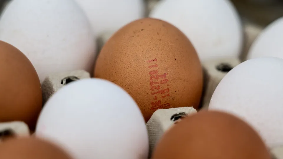 New bird flu outbreak in Tomar. It is the 3rd in Santarém this month.