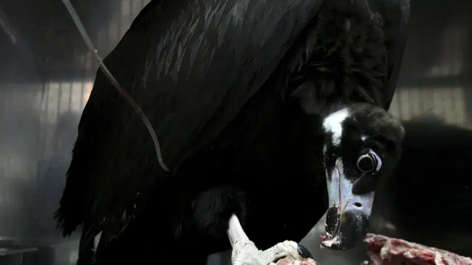 Number of black vulture pairs in Portugal increases to more than 119