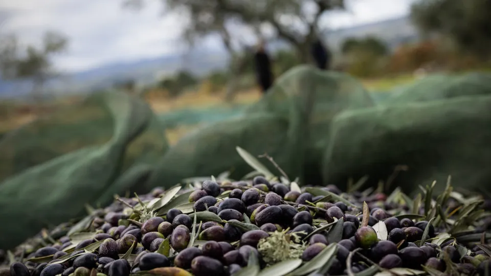 Olive production falls by 30% in Trás-os-Montes. In some areas, it reaches 50%.