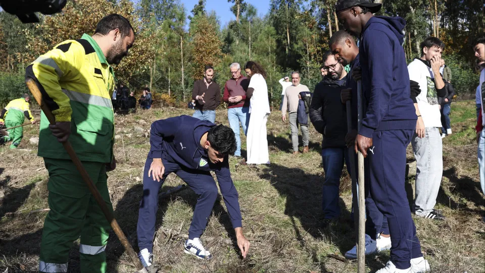 Reforestation action in Vouzela gives new life to territory devastated in 2017