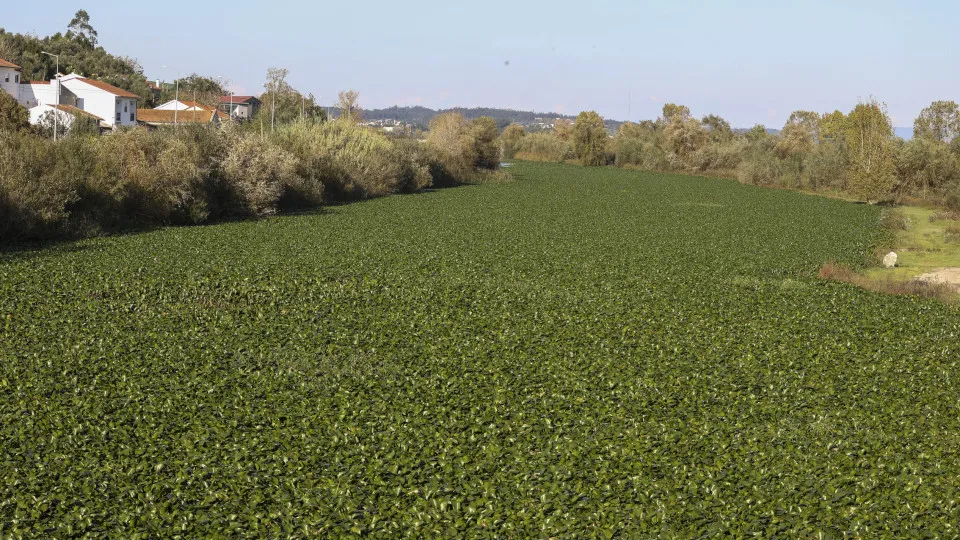 Research turns water hyacinths into fertilizers through composting