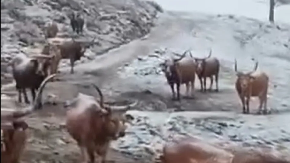 Snow 'paints' several areas of the North of the country white. Here are the images.