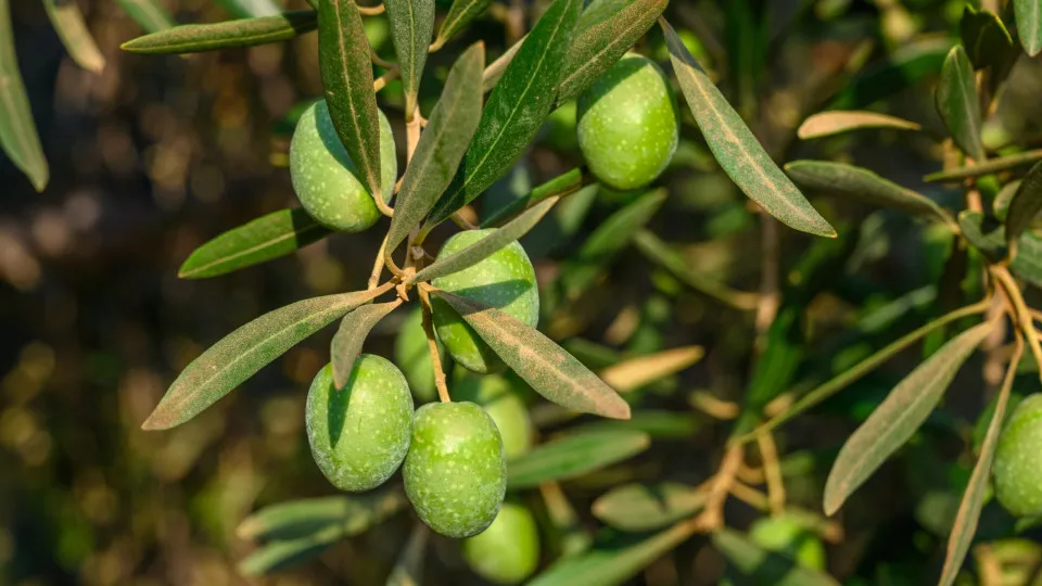 The price of olive oil is not expected to have "significant changes" in 2026.