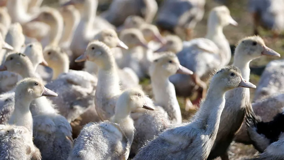 Two more bird flu outbreaks in Torres Vedras and another in Albufeira
