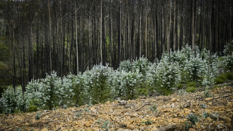 Two-thirds of the burned eucalyptus are absent from the statistics, says Quercus.