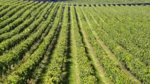 Wine production falls by 20%. It will reach the lowest value of the last decade.