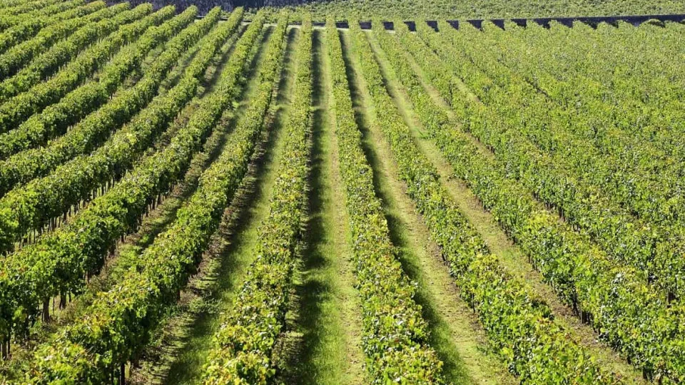 Wine production falls by 20%. It will reach the lowest value of the last decade.