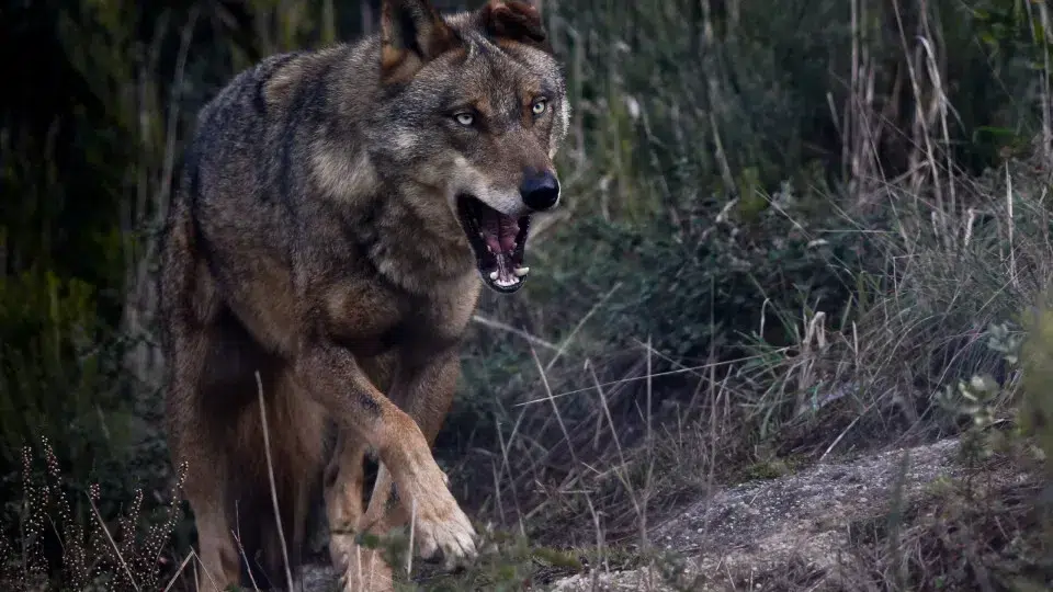 Wolf attacks: Compensation doubled with retroactive effect since January