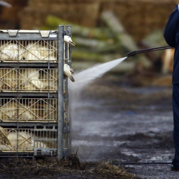 After capoeira, avian flu detected in wild bird on the coast