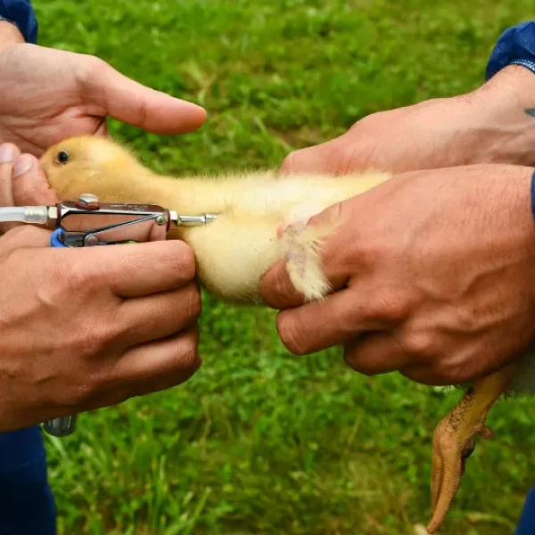 Torres Vedras. Avian flu detected in a duck fattening farm