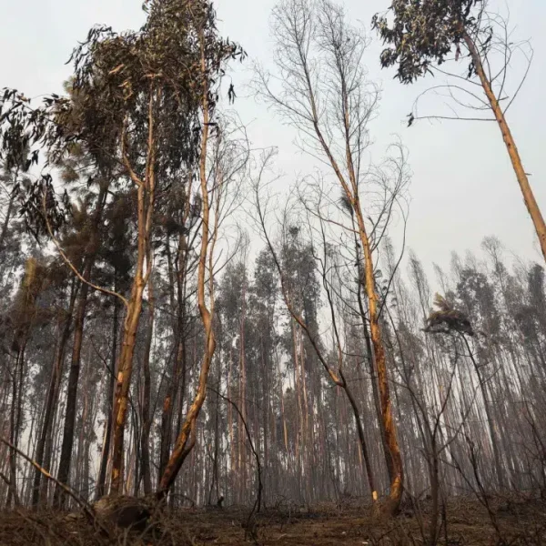 Unrelenting fires. Interior and Algarve remain at maximum risk.